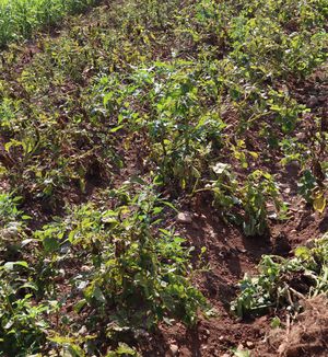 Krompir - Začetek rumenenja listov, odmiranje listov do pobiranja
