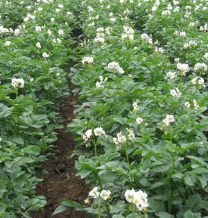 Krompir - Pojav socvetja in cvetenje s sočasno rastjo gomoljev
