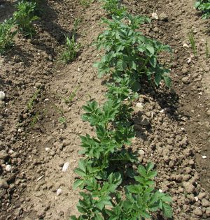 Krompir - Rast bazalnih stranskih poganjkov do sklepanja vrst