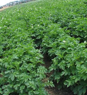 Krompir - Rast listov in razvoj gomoljev do cvetenja