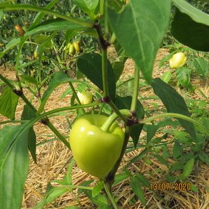 Paprika - Plodovi tipične oblike in velikosti- možnost začetek obiranja